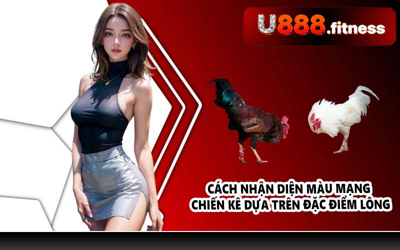 Cách nhận diện màu mạng chiến kê dựa trên đặc điểm lông